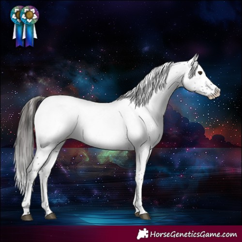 Horse Color:Liver Chestnut Sabino Appaloosa Rabicano 