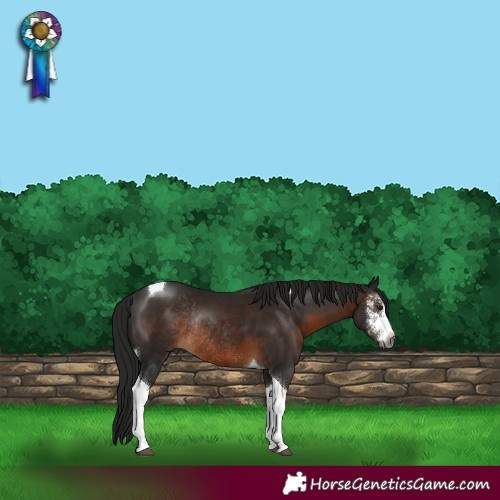 Horse Color:Gray Brown Sabino Tobiano Rabicano 