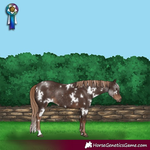 Horse Color:White Spotted Liver Chestnut Rabicano 