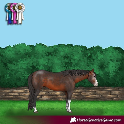 Horse Color:Bay Sabino Tobiano Rabicano