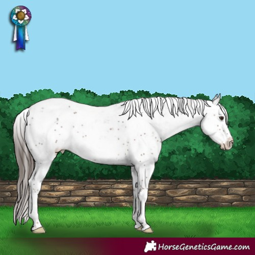 Horse Color:Liver Chestnut Sabino Rabicano 