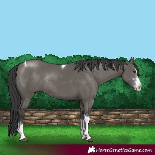 Horse Color:Grullo Sabino Tobiano Rabicano