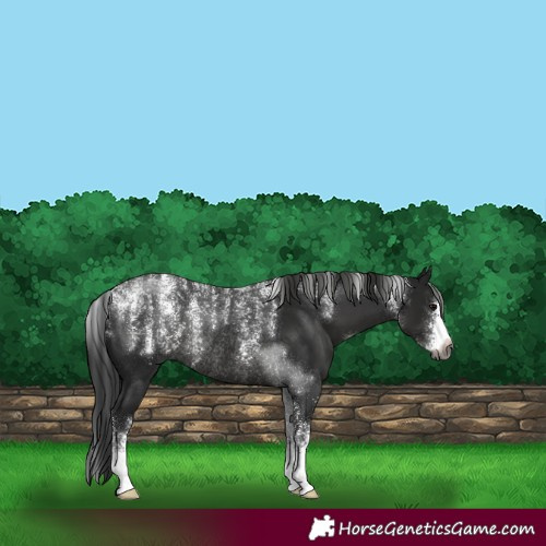Horse Color:Powder White Gray Smoky Black Sabino Rabicano 