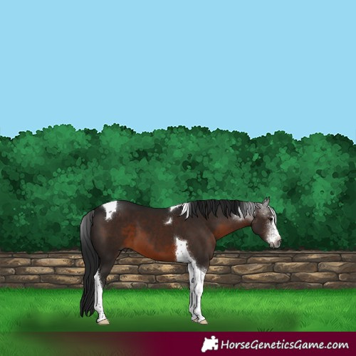 Horse Color:Gray Brown Sabino Tobiano 