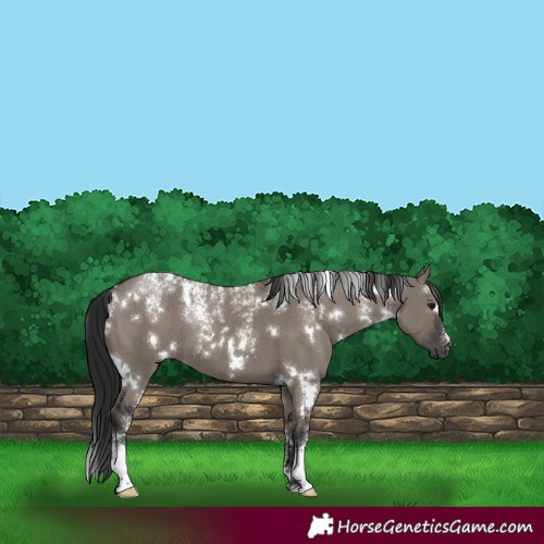 Horse Color:Powder White Gray White Spotted Grullo 