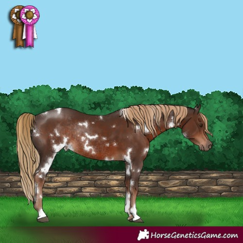 Horse Color:White Spotted Liver Chestnut Rabicano 