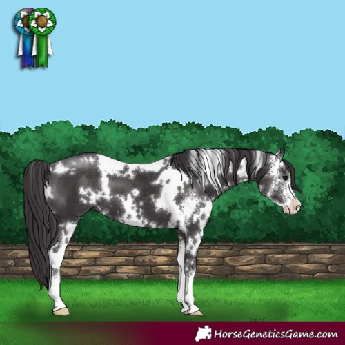 Horse Color:White Spotted Smoky Black Sabino