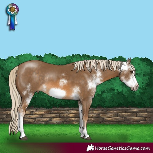 Horse Color:Chocolate Palomino Sabino Frame Rabicano 