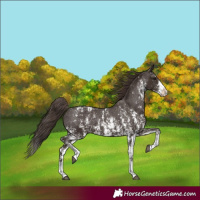 Horse Color:Liver Chestnut Sabino Splash Appaloosa and Liver Chestnut Sabino Splash Appaloosa