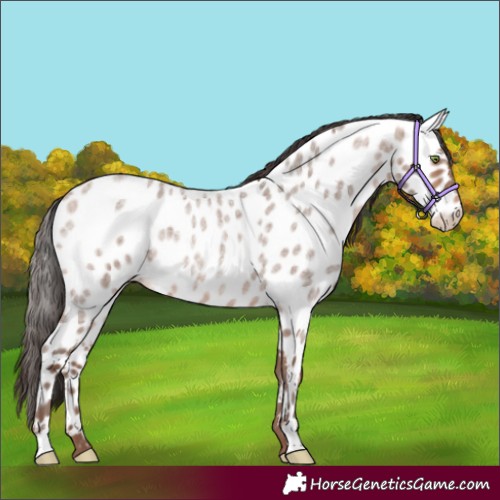 Horse Color:Sable Champagne Roan Appaloosa Rabicano 