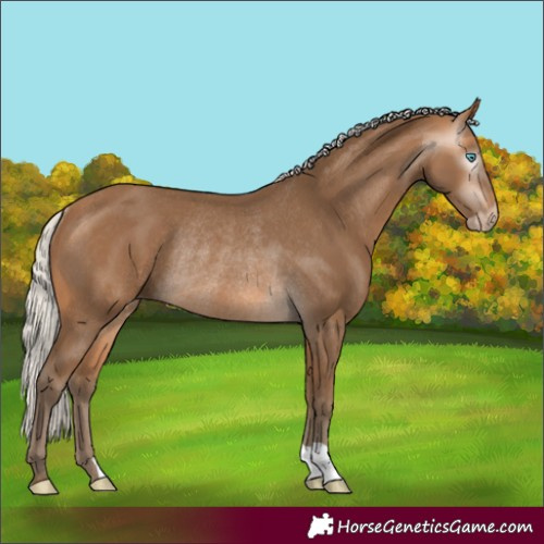 Horse Color:Gray Silver Perlino Rabicano