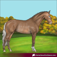 Horse Color:Gray Silver Perlino Rabicano 
