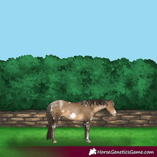 Horse Color:Powder White Gray White Spotted Buckskin Pearl Frame