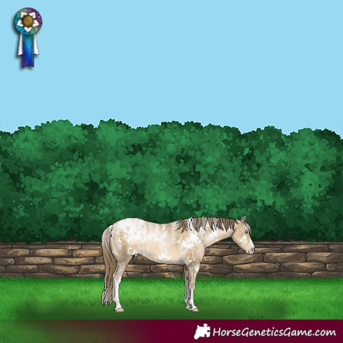 Horse Color:Powder White White Spotted Buckskin Pearl Appaloosa 