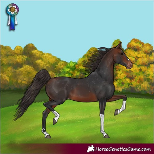 Horse Color:Bay Tobiano Appaloosa