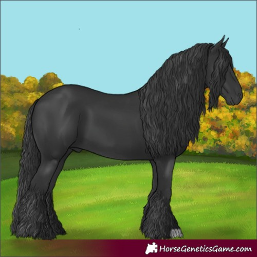 Horse Color:Black 
