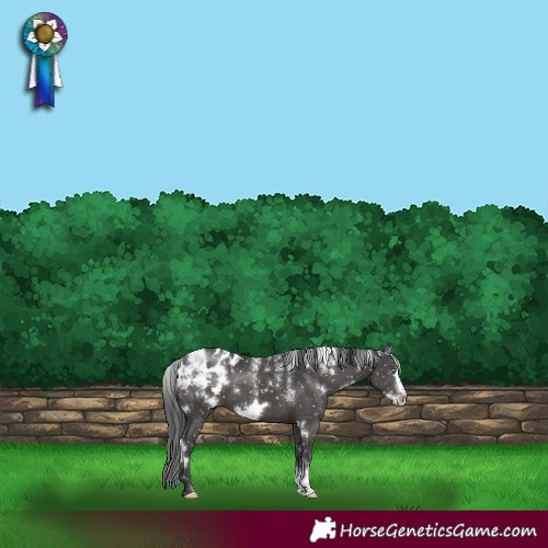 Horse Color:Powder White White Spotted Black Frame Appaloosa