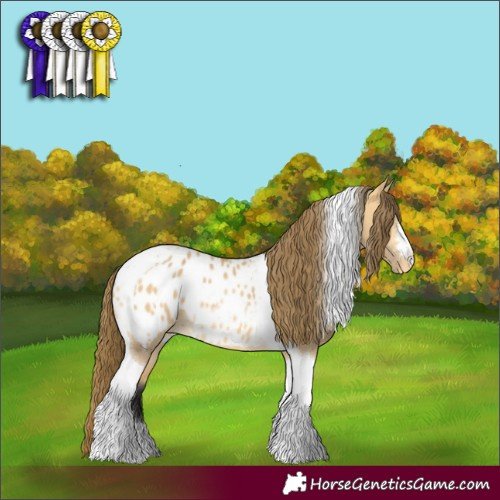 Horse Color:Buckskin Dun Tobiano Appaloosa