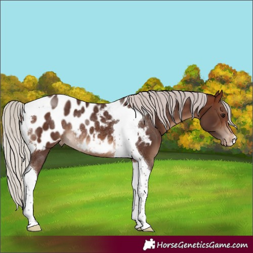Horse Color:Silver Brown Tobiano Appaloosa Rabicano 