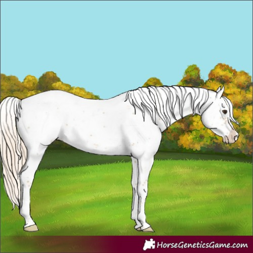 Horse Color:Palomino Sabino Appaloosa 