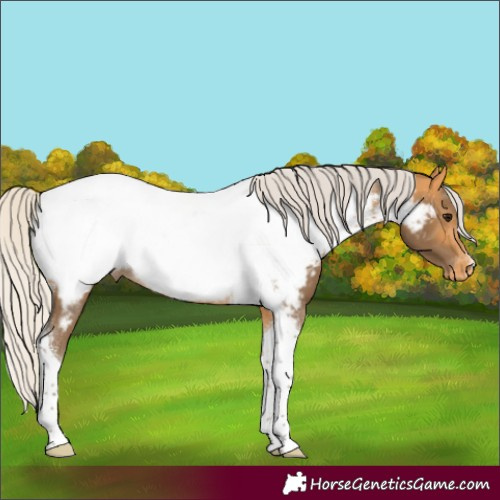 Horse Color:Silver Buckskin Tobiano Appaloosa Rabicano 