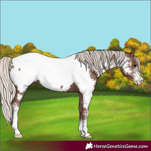 Horse Color:Silver Black Sabino Appaloosa