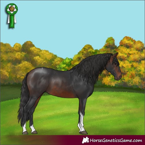 Horse Color:Brown Tobiano 