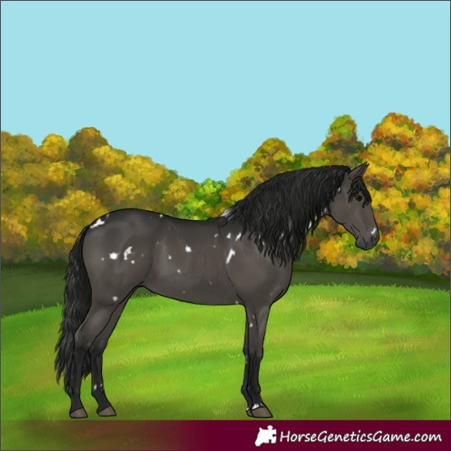 Horse Color:Gray White Spotted Black 