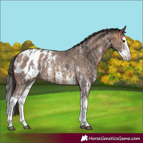 Horse Color:Brown Sabino Splash Appaloosa  and Sable Champagne Sabino Splash Appaloosa 