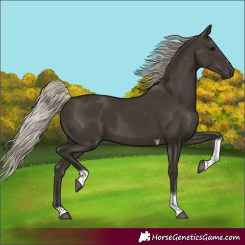 Horse Color:Gray Silver Black Tobiano