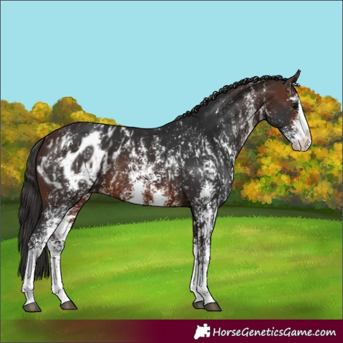 Horse Color:Brown Sabino Splash Appaloosa and Brown Sabino Splash Appaloosa
