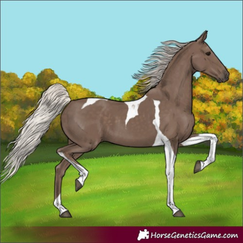 Horse Color:Silver Black Tobiano 