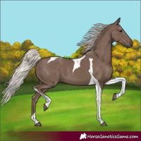 Horse Color:Silver Black Tobiano