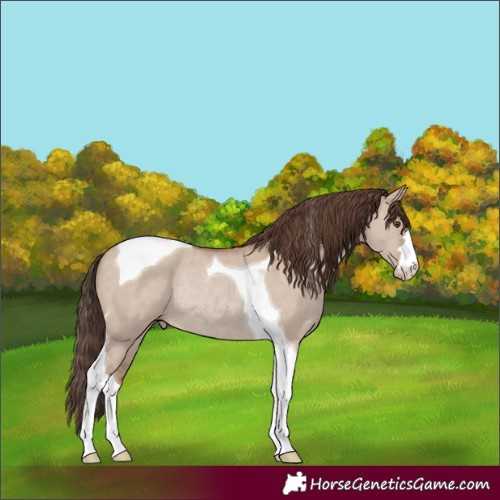 Horse Color:Classic Champagne Dun Tobiano Rabicano 