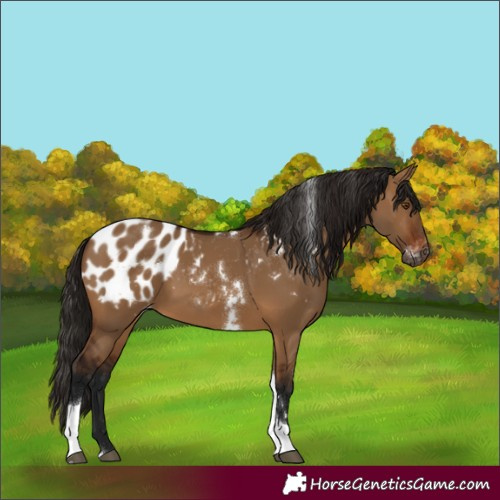 Horse Color:Gray White Spotted Bay Dun Tobiano Appaloosa Rabicano 