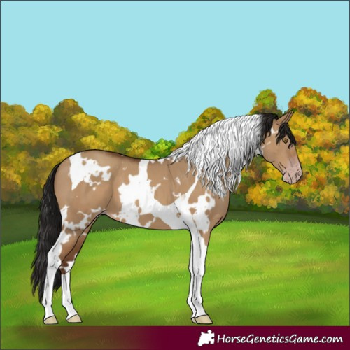 Horse Color:Gray White Spotted Classic Champagne Dun Tobiano 