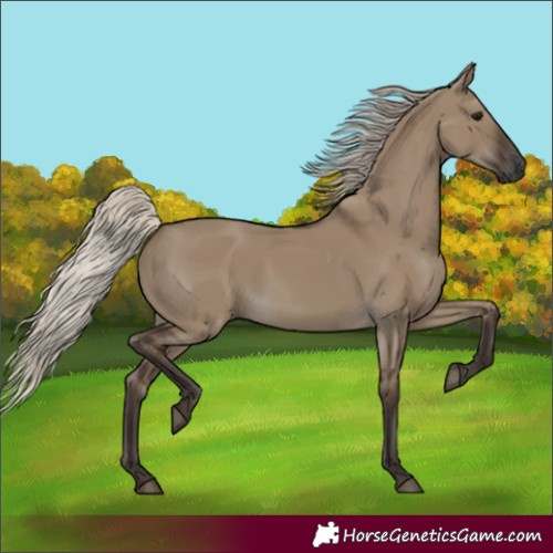 Horse Color:Gray Silver Grullo