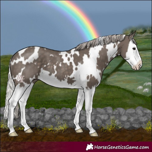 Horse Color:White Spotted Silver Black Splash