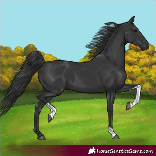 Horse Color:Black Tobiano