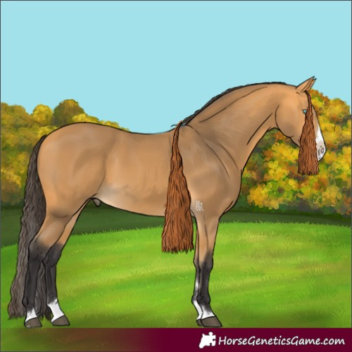 Horse Color:Buckskin Splash 