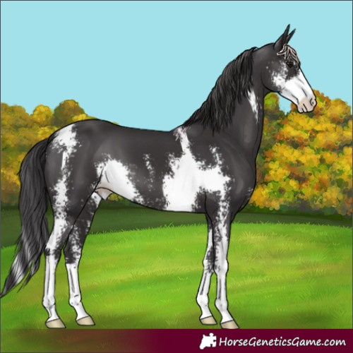 Horse Color:Smoky Black Sabino