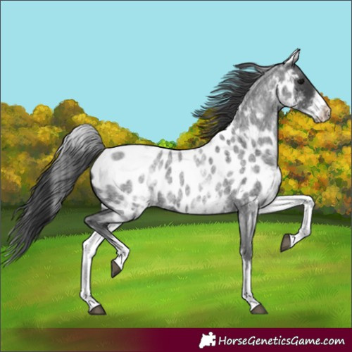 Horse Color:White Spotted Blue Roan Appaloosa Rabicano