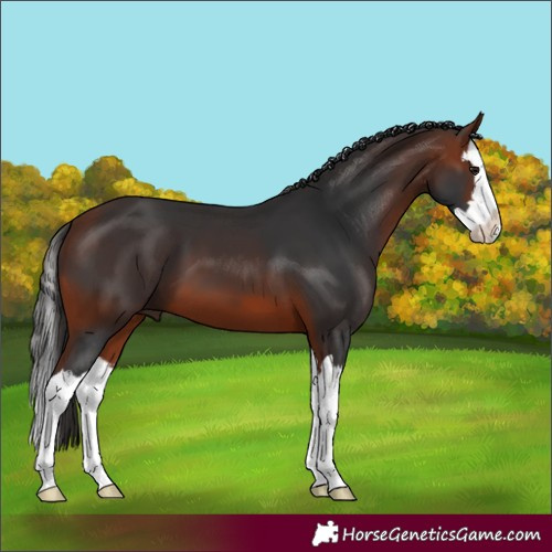 Horse Color:White Spotted Bay Splash