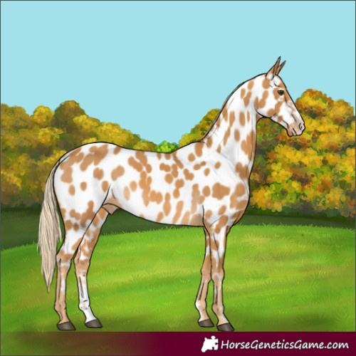 Horse Color:Palomino Sabino Near Leopard 