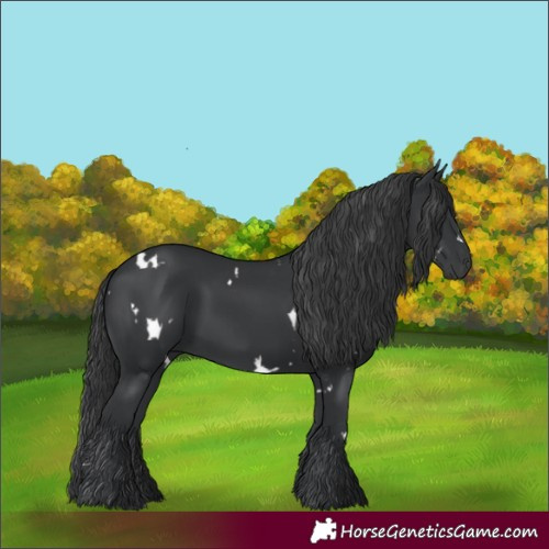 Horse Color:White Spotted Black Rabicano 
