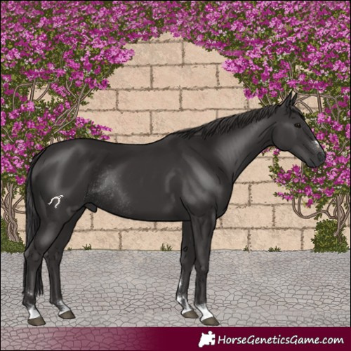 Horse Color:Smoky Black Rabicano 