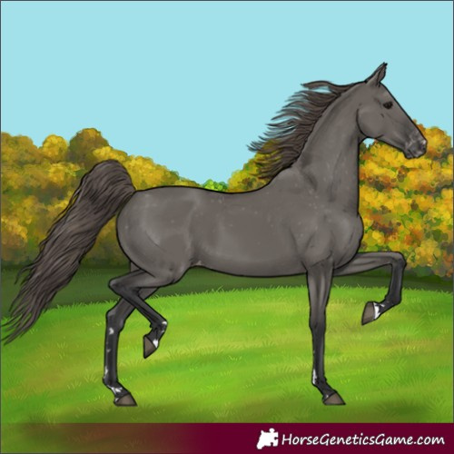 Horse Color:Unknown 