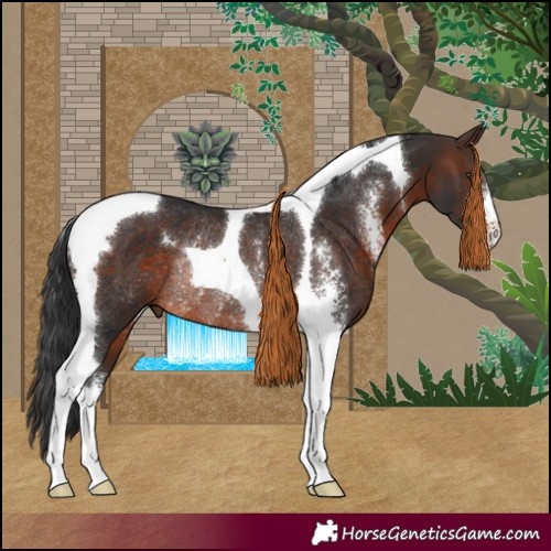 Horse Color:Brown Sabino Tobiano Rabicano 