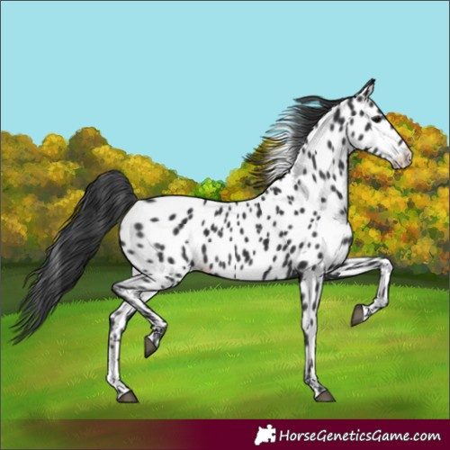 Horse Color:Black Appaloosa