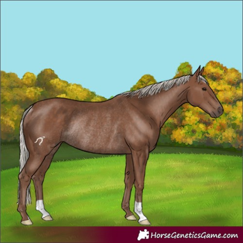 Horse Color:Silver Black Rabicano
